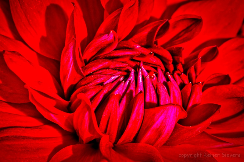 Rote Blume 001.jpg