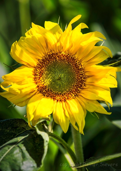 Sonnenblume 01.jpg
