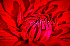 Rote Blume 001