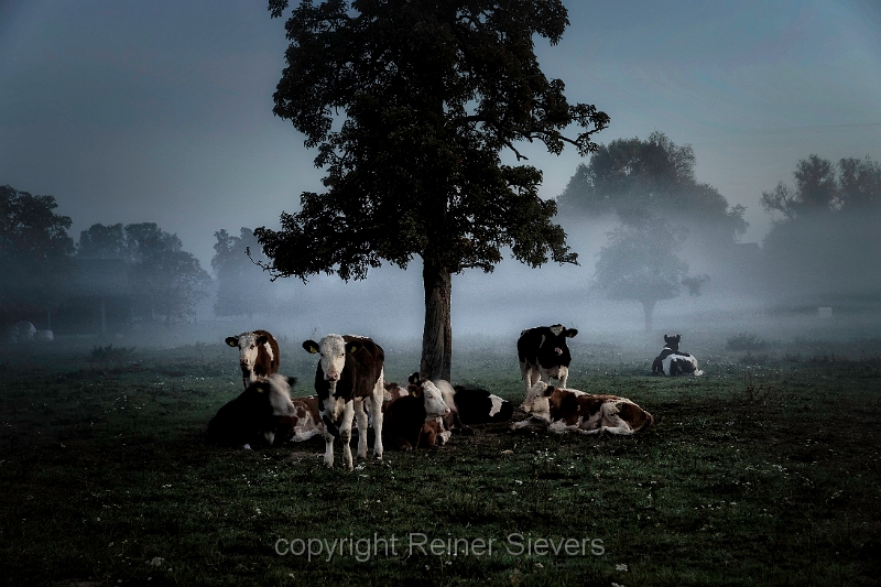 Kühe im Nebel (1).jpg