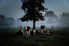 Kühe im Nebel (1)