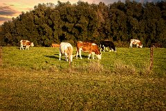 Kühe auf der Weide Momm