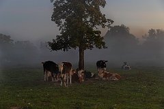 Rinder unter einem Baum im Nebel