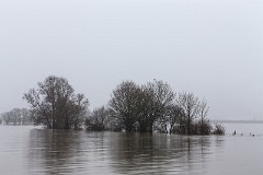 Bäume im Hochwasser und Nebel 01_1