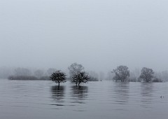 Bäume im Hochwasser und Nebel 02_2