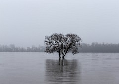 Bäume im Hochwasser und Nebel 03_3