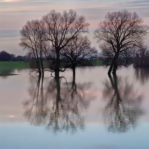 Baumspiegelung_genSwap