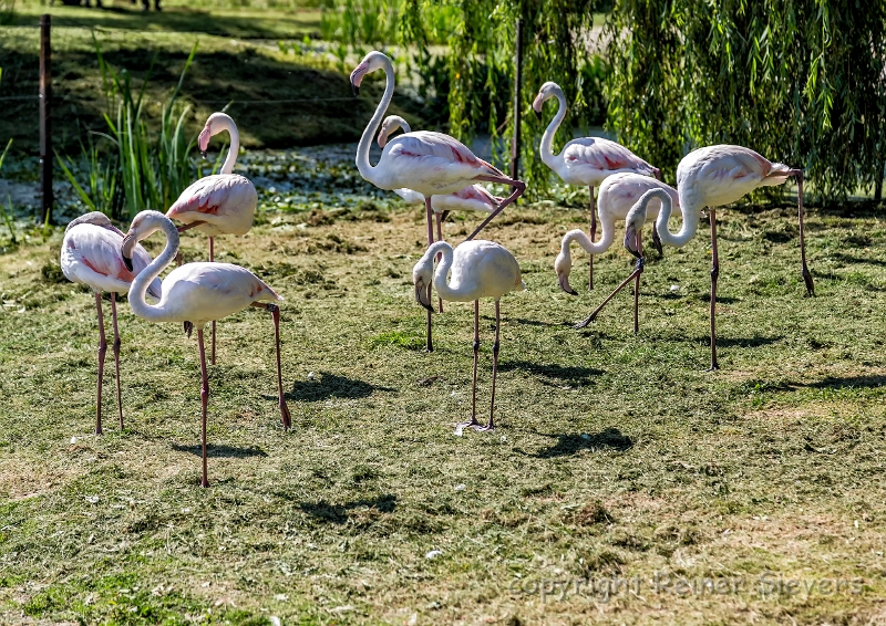 _RS_0621.jpg - Auf Flamingos sind hier zu finden