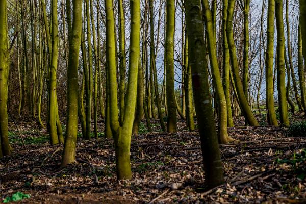 007 grüne Bäume im Licht