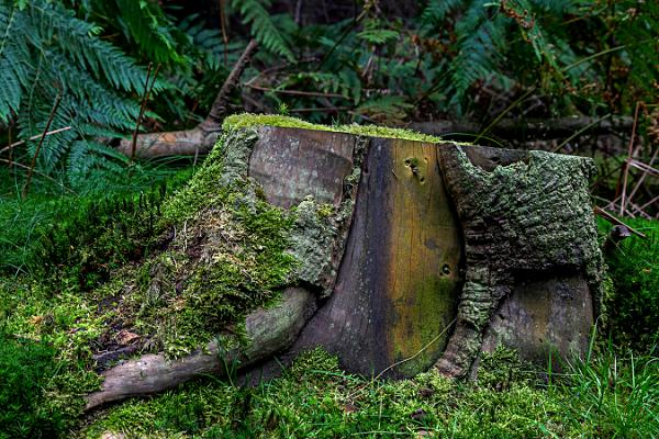 016 es war mal ein Baum