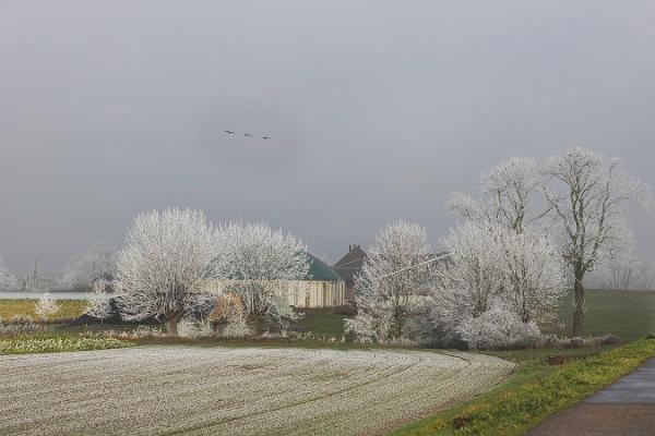 Bäume Biogasanlage mit Raureif