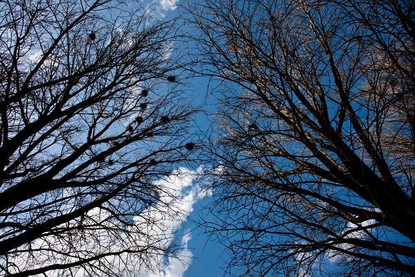 Bäume und Himmel_0004_5