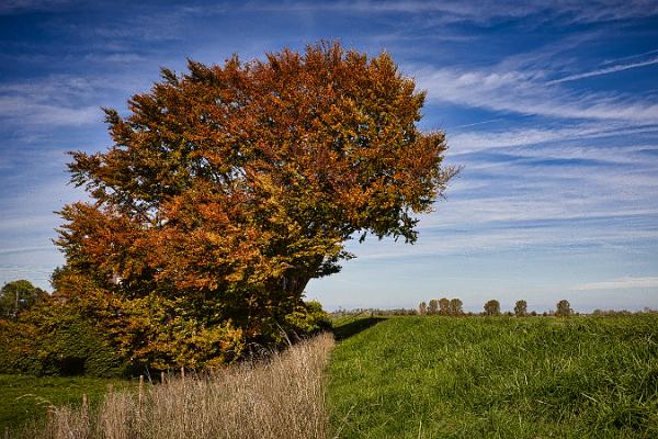Baum angepasst auf dem Deich