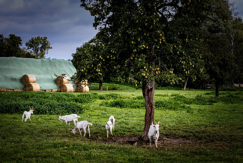 Baum mit Ziegen ohne Nebel