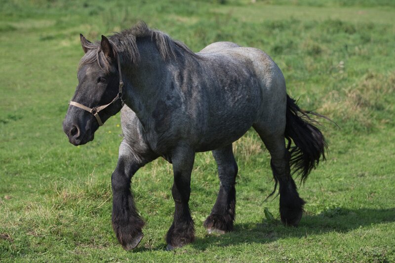 Pferde (2 von 6)_genErase