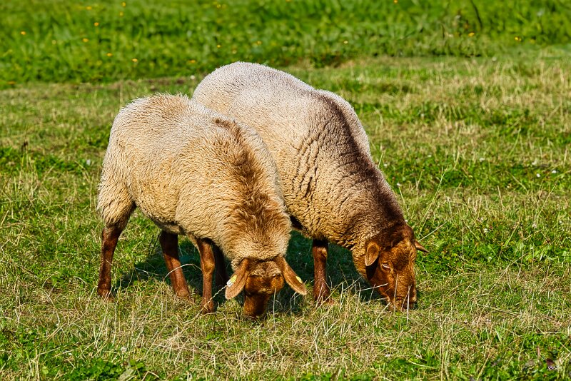 Schafe_1_019_genErase_genErase