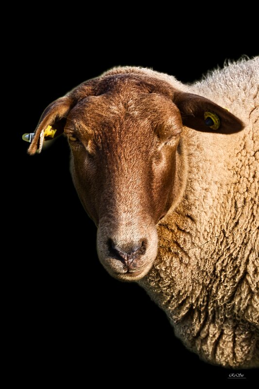 Schafe_kopf alleine 2