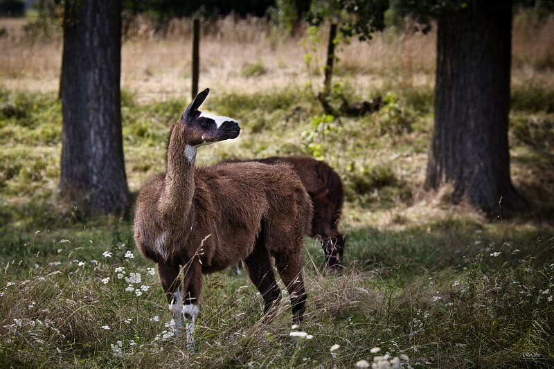 Wallach Lama (2 von 13)