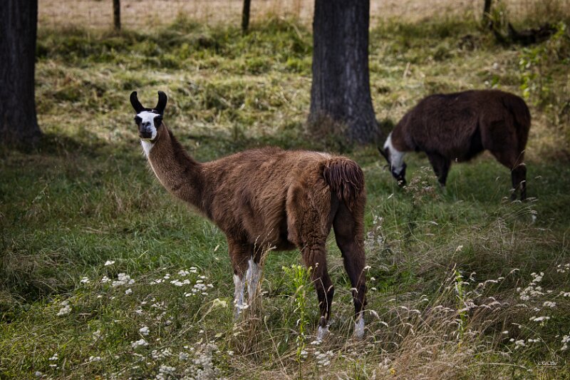 Wallach Lama  (8 von 13)