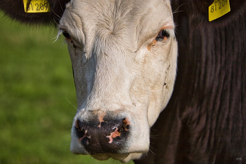 Wallach_Aug-07_Kuhkopf01